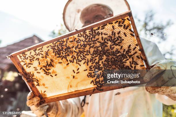 apicoltore che raccoglie miele, focus selettivo su un nido d'ape e api - apicoltura foto e immagini stock
