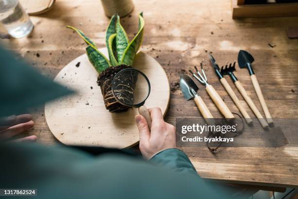 手入れの準備ができている屋内植物 - sansevieria ストックフォトと画像