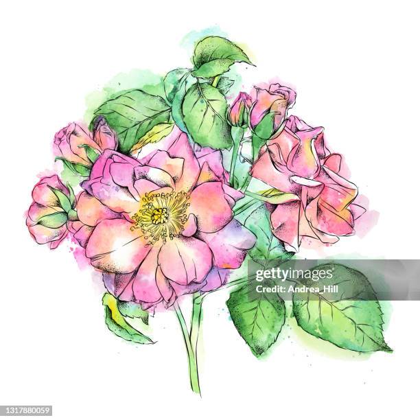 Wild Roses Large Scale Drawing 68 Wild Rose Sketch Stock Photos, High-Res Pictures, and Images - Getty ...