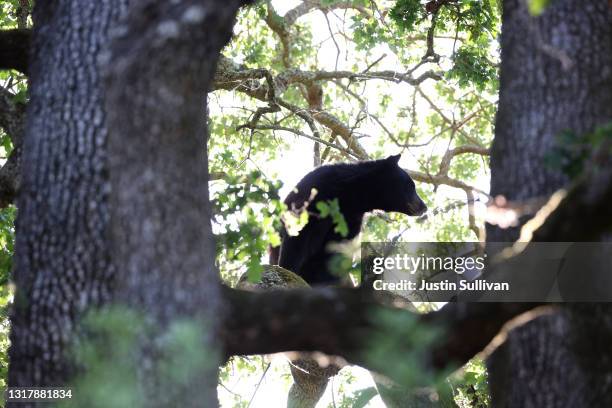 California black bear sits in an oak tree behind a home on May 13, 2021 in San Anselmo, California. Authorities are attempting to remove a California...