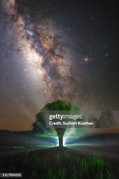 amazing shot of milky way above single tree with light beam at thung kamang meadow, phu khiao wildlife sanctuary park, chaiyaphum, thailand. - all the bright places stock-fotos und bilder