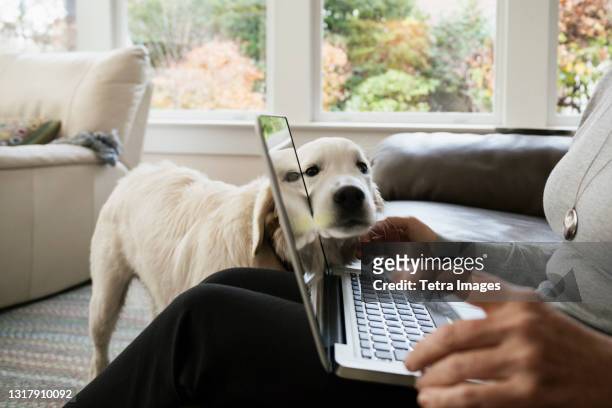 close up of senior woman shopping online at home - dog stock photos et images de collection