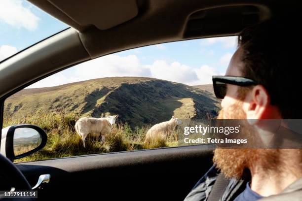 mid adult man looking at sheep through car window - irish man stock pictures, royalty-free photos & images
