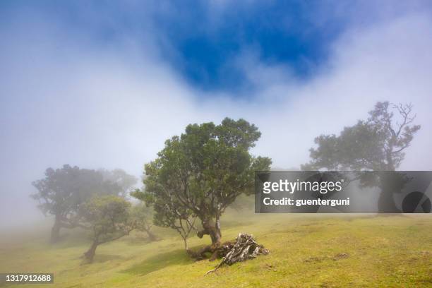 alter aurel-waldbaum im nebel, fanal, madeira - madeira material stock-fotos und bilder