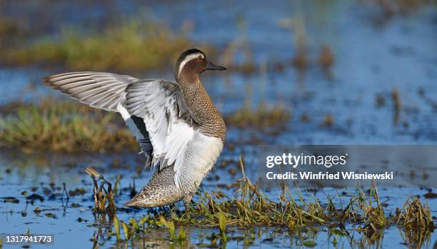 male garganey - garganey anas querquedula stock pictures, royalty-free photos & images