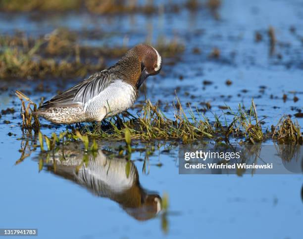 male garganey - garganey anas querquedula stock pictures, royalty-free photos & images