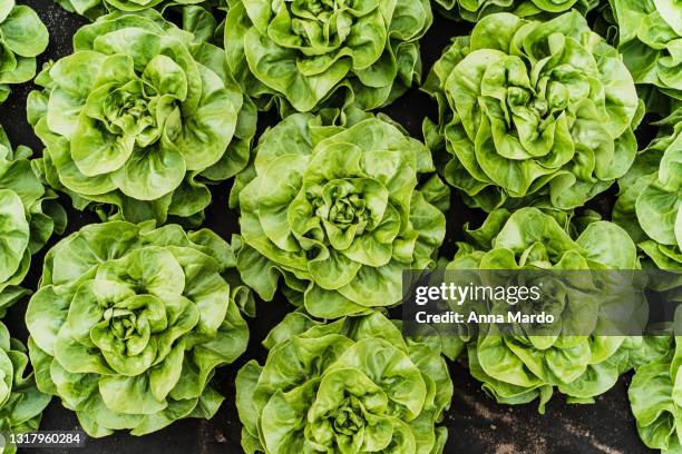 lettuce from above in a greenhouse - lettuce fotografías e imágenes de stock