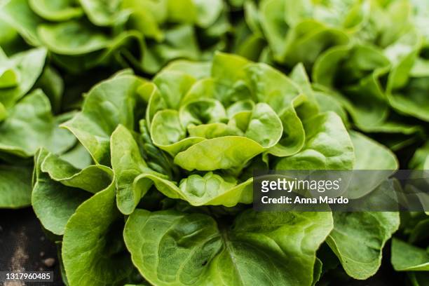close up image of green lettuce - lettuce stockfoto's en -beelden