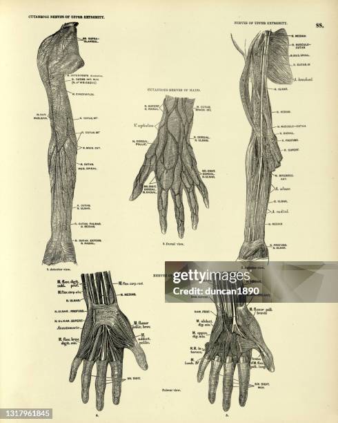 anatomie, nerven der oberen extremität und hände, viktorianischen anatomischen zeichnung 19. jahrhundert - medical diagram stock-grafiken, -clipart, -cartoons und -symbole