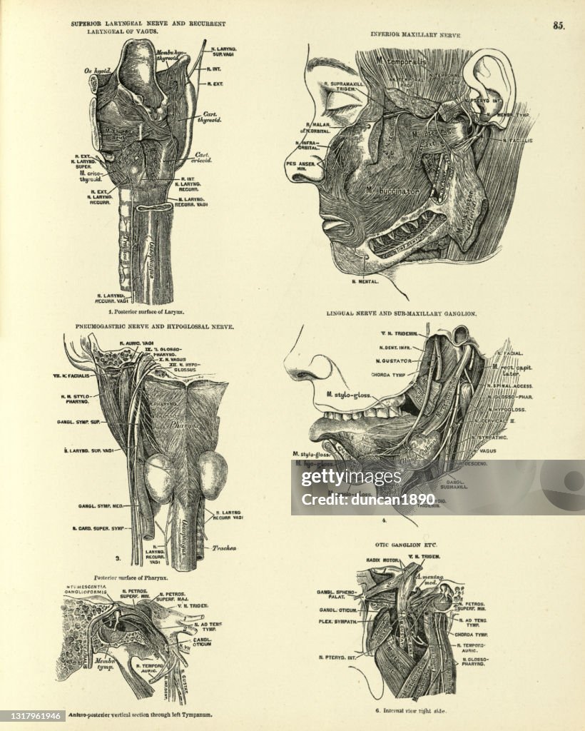 Anatomy, Lryngeal nerve, Maxillary, Lingual nerve, ganglion, Victorian anatomical drawing