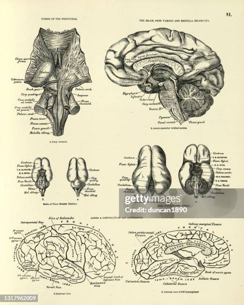 anatomie, menschliches gehirn, pedekel, embryo, cerebrum, viktorianische naatomische zeichnung - medical diagram stock-grafiken, -clipart, -cartoons und -symbole