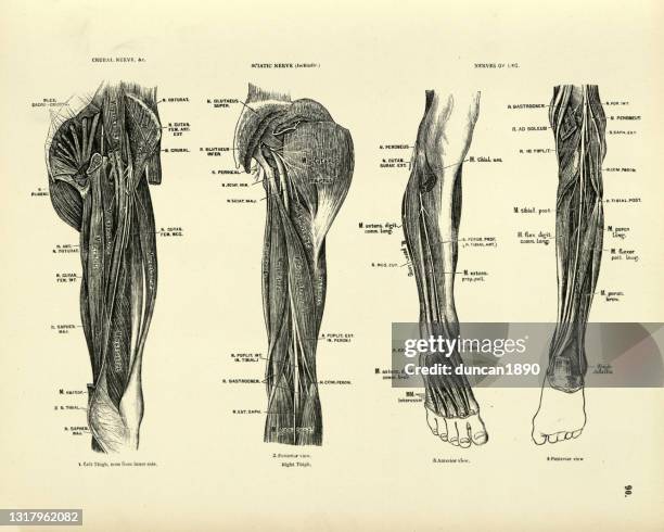 anatomy, crural nerve, sciatic, nerves of leg, victorian anatomical drawing - sciatic stock illustrations