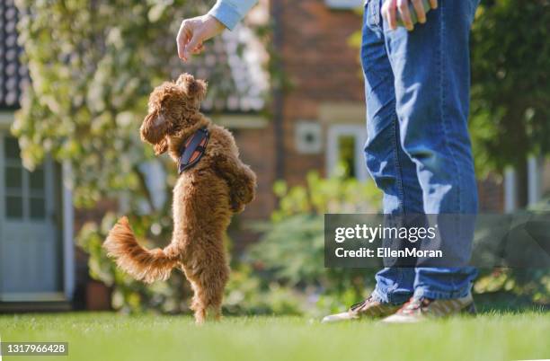 puppy training - cavoodle stockfoto's en -beelden