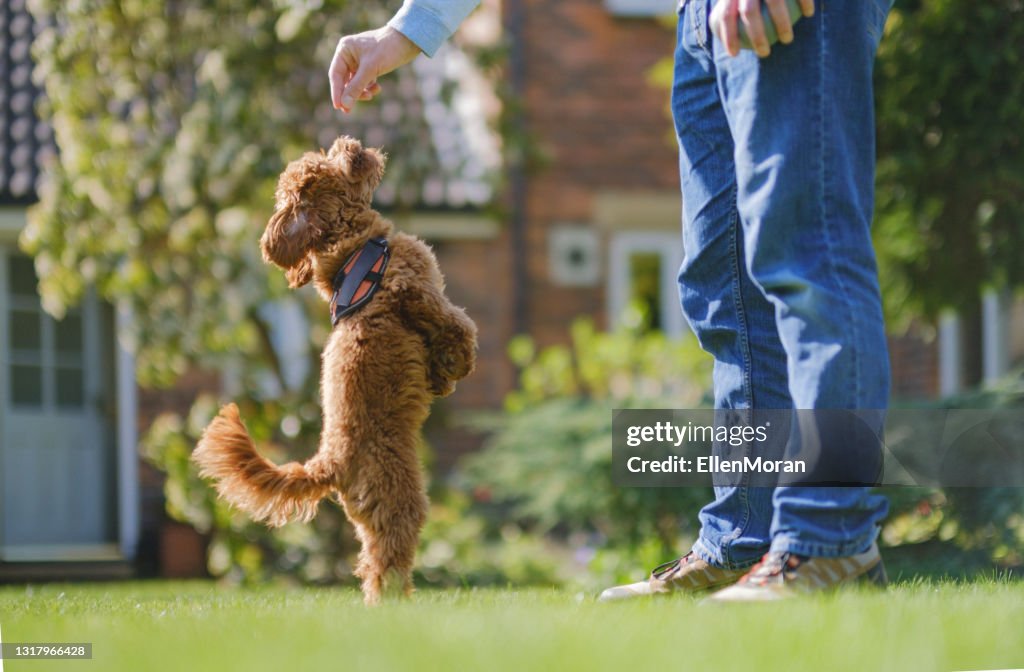 Puppy Training