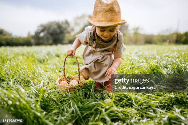 kleines mädchen sammelt eier im korb auf dem bauernhof - organic farming stock-fotos und bilder