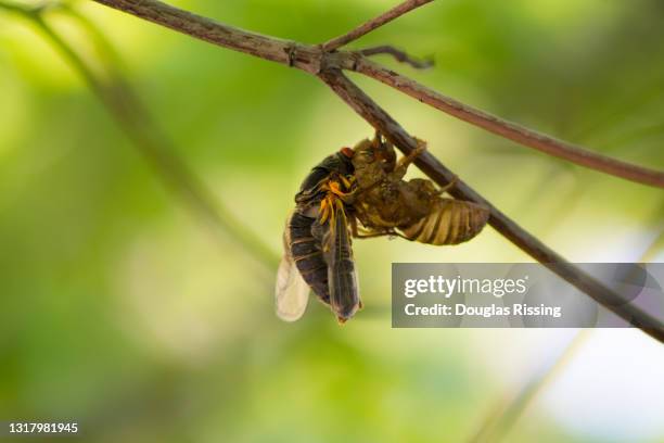 Cicada Shell Pattern Cicada Pattern Photos and Premium High Res Pictures - Getty Images