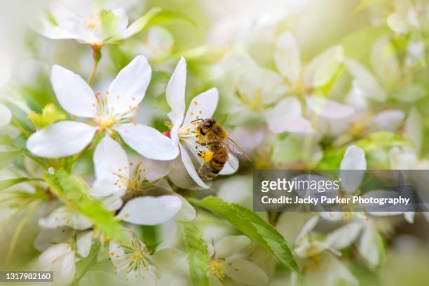 malus transitoria tree white blossom, also know as the cut-leaf crab apple with honey bee collecting pollen - apple blossom tree 個照片及圖片檔