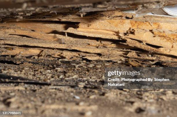 termite infestation in home - wood rot stock pictures, royalty-free photos & images