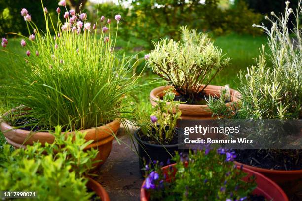 corner of back garden with kitchen herbs in pots - cebolinho imagens e fotografias de stock