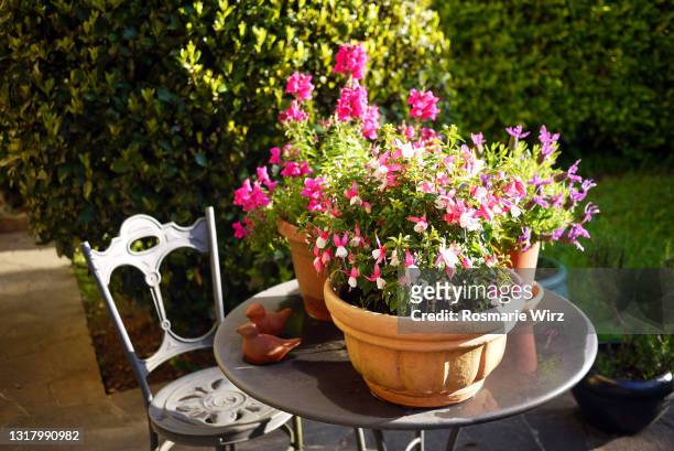 garden table and chair with flower pots - fuchsia flower stock pictures, royalty-free photos & images