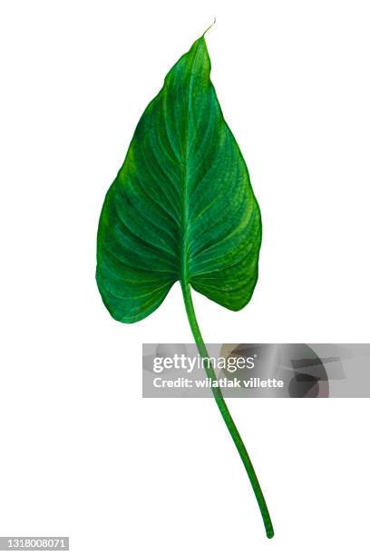 green leaves are separated on the background. - flor alcatraz y fondo blanco fotografías e imágenes de stock