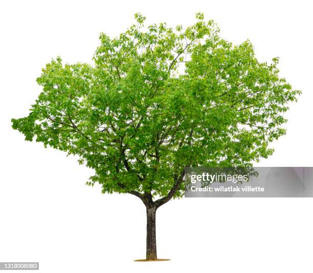 green tree on a white background. - kastanie laubbaum stock-fotos und bilder