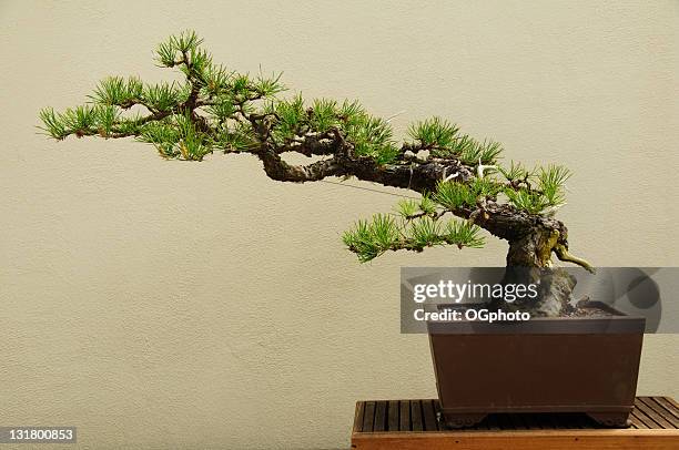 bonsai tree - bonsai stockfoto's en -beelden