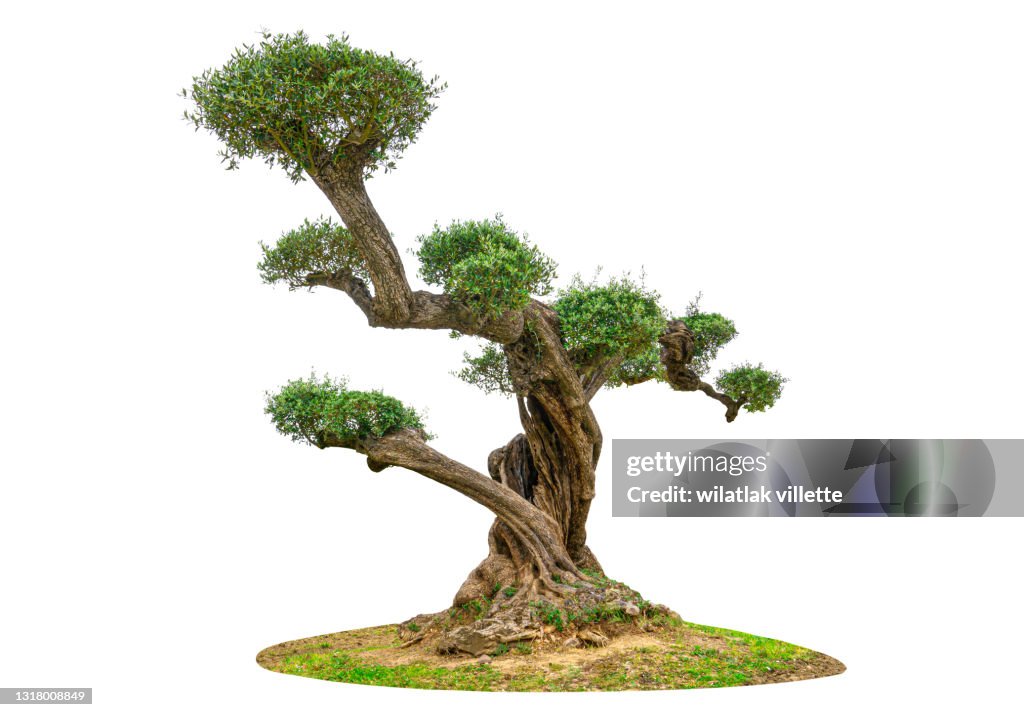 Olive tree on a white background.