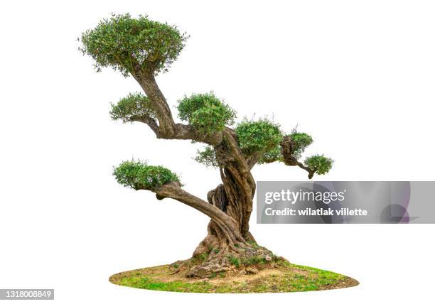 olive tree on a white background. - clipping path stockfoto's en -beelden