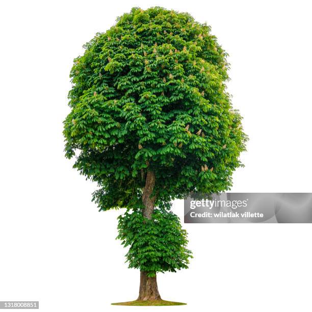 green tree on a white background. - tree white background stock pictures, royalty-free photos & images