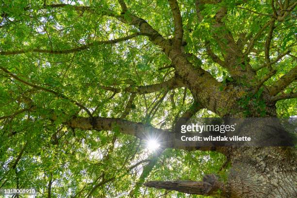 tree branches with green leaves. - 3d french stock pictures, royalty-free photos & images