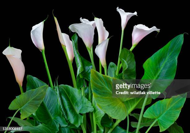 pink flower, green leaves are separated on the background. - calla lilies white stock-fotos und bilder