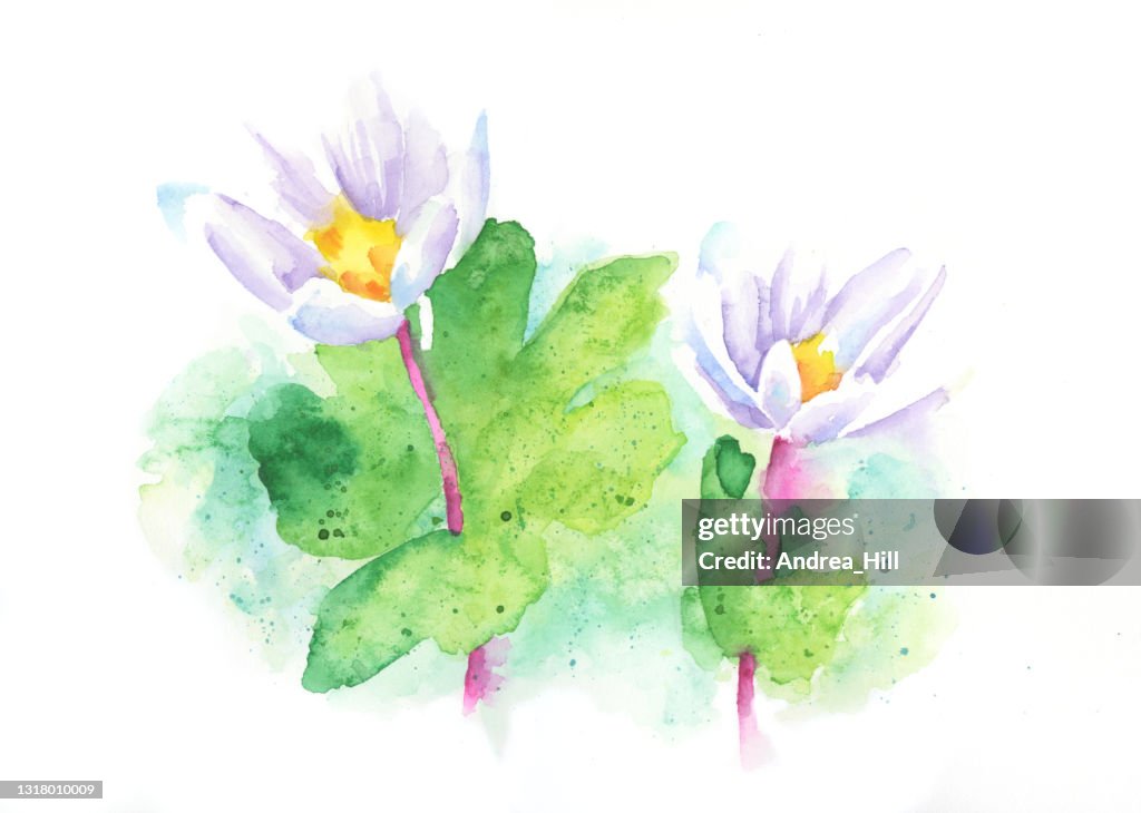 Sanguinaria canadensis or Bloodroot Flower Watercolor Raster Illustration