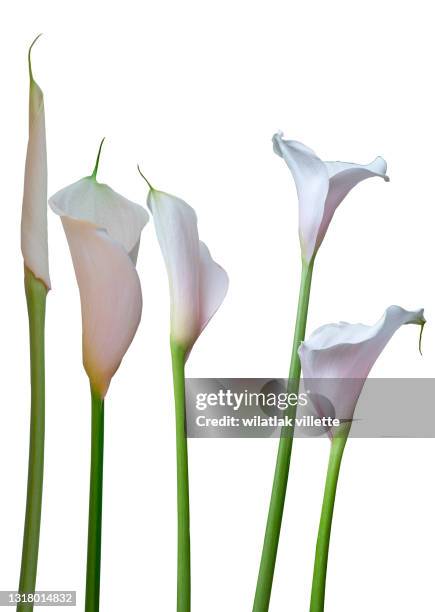 pink flower on the background. - calla lilies white stock-fotos und bilder