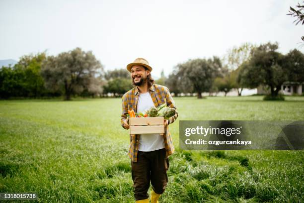 mani che tengono una griglia piena di verdure crude - campo di pomodori foto e immagini stock