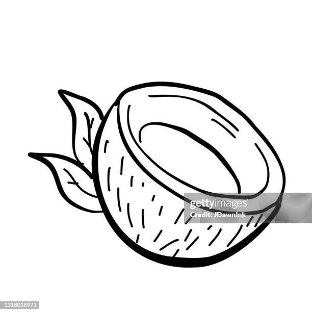 kokoshalbfrucht isoliert auf weiß - coconut leaf stock-grafiken, -clipart, -cartoons und -symbole