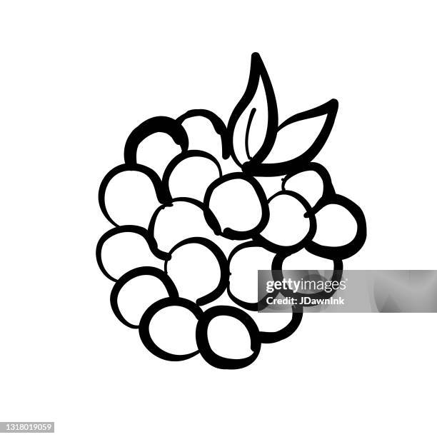 stockillustraties, clipart, cartoons en iconen met het fruit van de framboos dat op wit wordt geïsoleerd - framboos