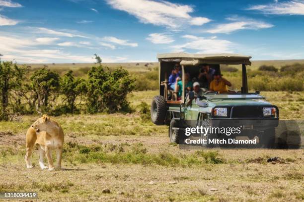 lion  roaming near safari jeep - botswana stock pictures, royalty-free photos & images