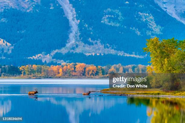 waterton national park in alberta canada - red deer animal stock pictures, royalty-free photos & images