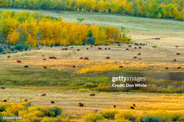 alberta kanada landschaft - alberta ranch landscape stock-fotos und bilder