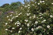 Cistus ladanifer or labdanum or gum rockrose flowering plants