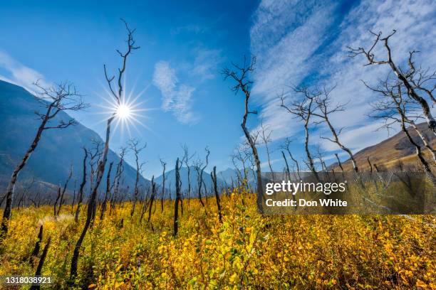 parque nacional waterton en alberta canadá - riesgo fotografías e imágenes de stock