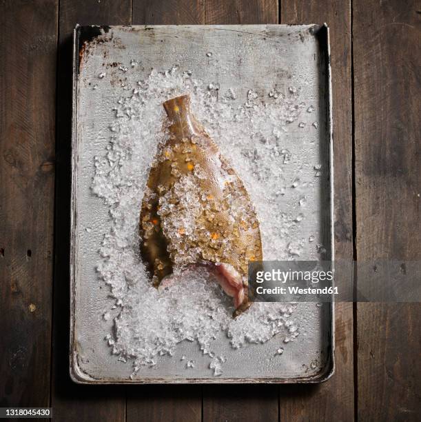 studio shot of raw half eaten plaice lying on tray with crushed ice - crushed ice stockfoto's en -beelden