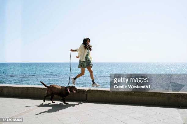 mid adult woman walking with dog on retaining wall by sea - promenade stockfoto's en -beelden