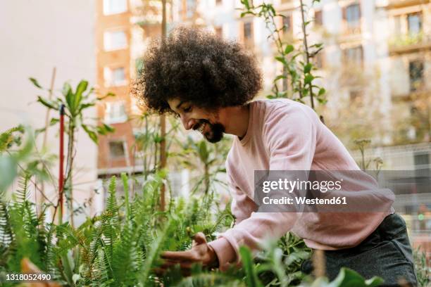 smiling man touching leaves of plants in garden - urban gardening stock-fotos und bilder