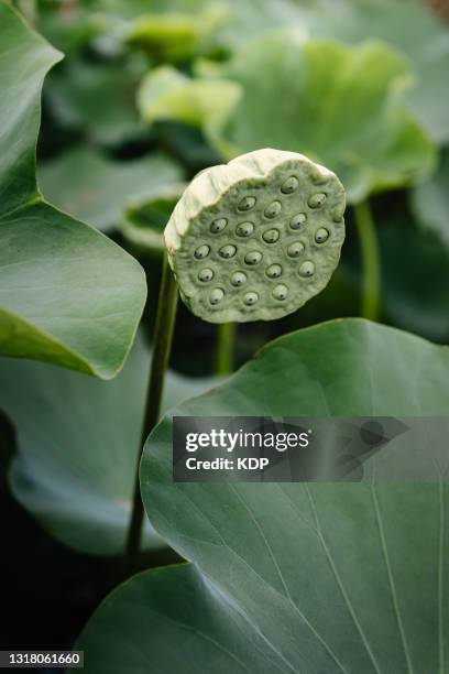 lotus flower head with green leaves pattern background in the lake. - kelchblatt stock-fotos und bilder