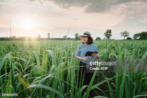 portrait of female farm worker with digital tablet while observing sugarcane plant disease research in sugarcane plantation field. - sugar cane field stock-fotos und bilder