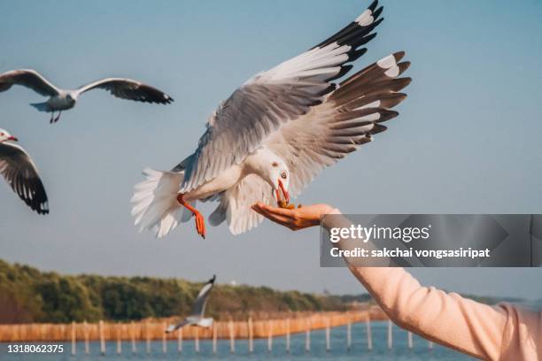 close-up of seagull eating food from hand during sunset - seagull food stock pictures, royalty-free photos & images