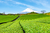 Fuji Mountain and Green Tea Plantation at Fujinomiya, Shizuoka, Japan