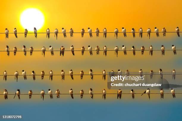 bird, flock of swallows perch on four power line and sky background - perch foto e immagini stock